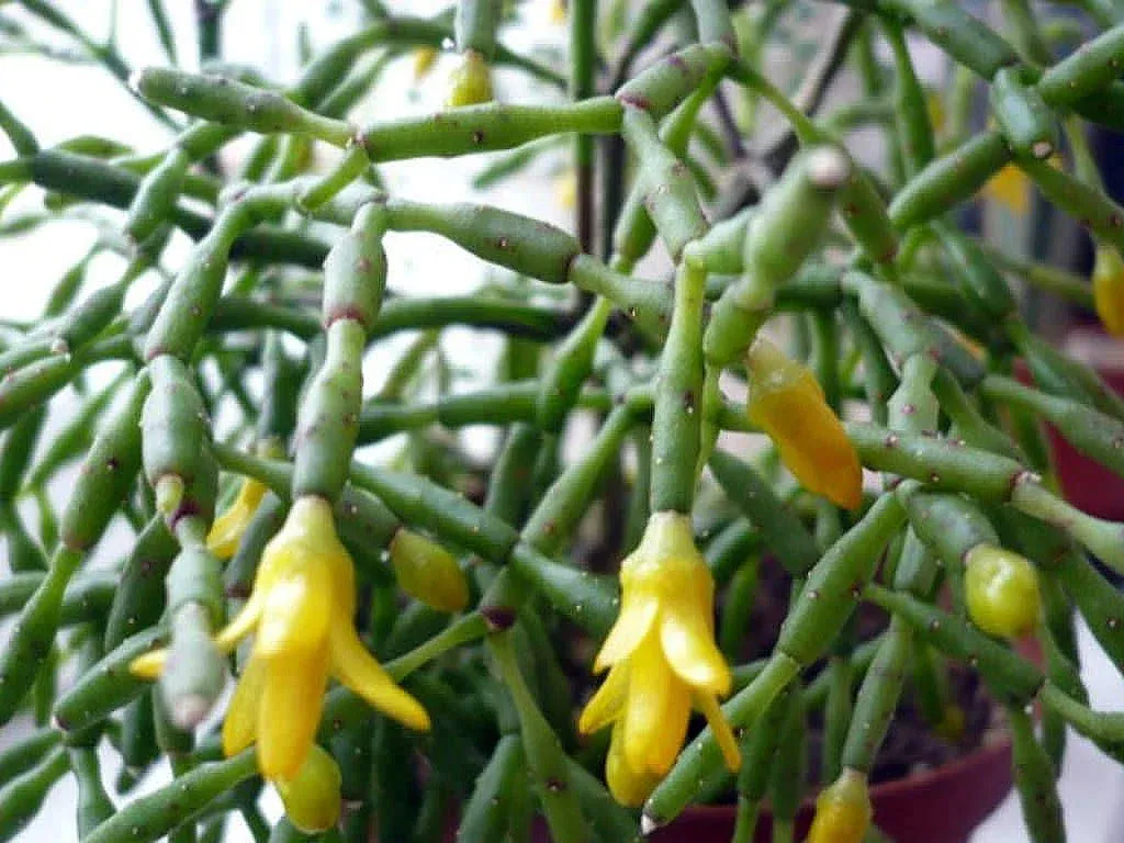 Spice Cactus Plant - Rhipsalis salicornioides - 2.5" Pot -Easy to Grow Succulent