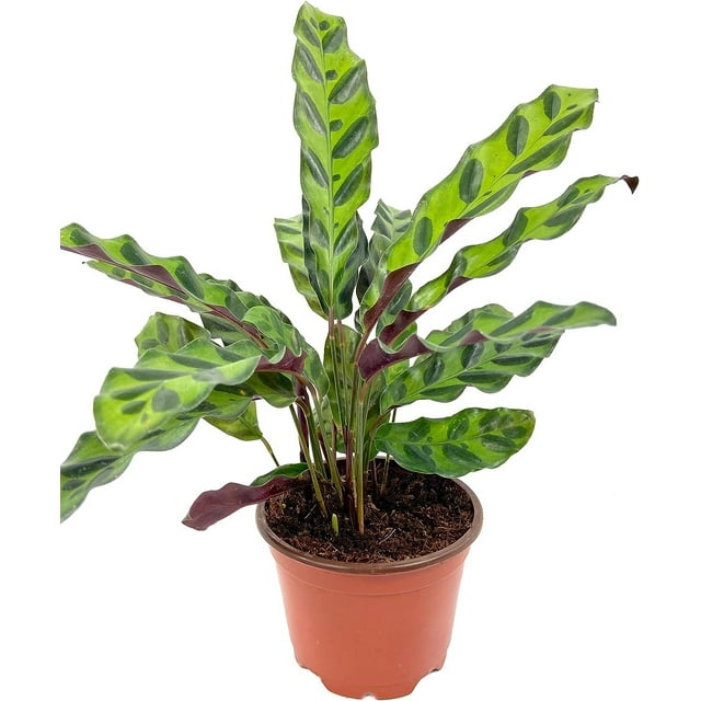 Rattlesnake Calathea - Live Plant in a 4 Inch Pot - Calathea Lancifolia - Beautiful Air Purifying Indoor Houseplant