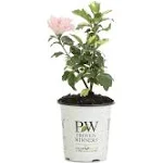 Sugar Tip Rose of Sharon (Hibiscus) Live Shrub, Light Pink Flowers and Variegated Foliage, 4.5 in. Quart