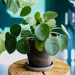 Chinese Money Plant - 3 Live Starter Plants - Pilea Peperomioides - Rare and Elegant Indoor Houseplant