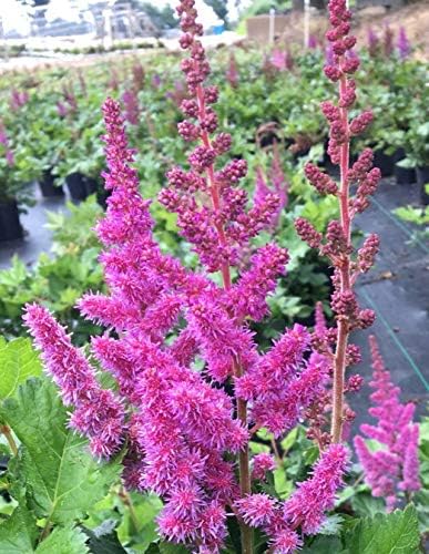 Astilbe 'Visions In' - 2 Gal by ShrubBucket