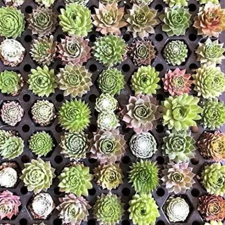 Mini Succulent Bulk Plants 2 Dozen Live Succulent Plants Sempervivum Hens Chicks Hardy Succulent Fairy Garden Wedding Favor Party Favor 24 Pack