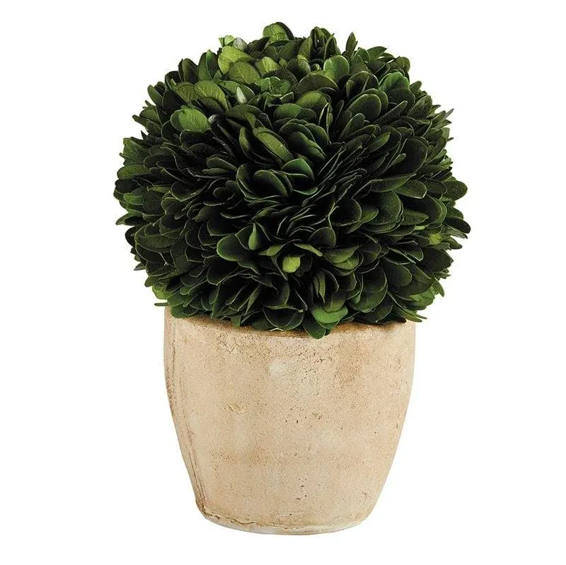 47th & Main Preserved Topiary Ball Potted Plant in Pot, 16" Tall, Boxwood - Round