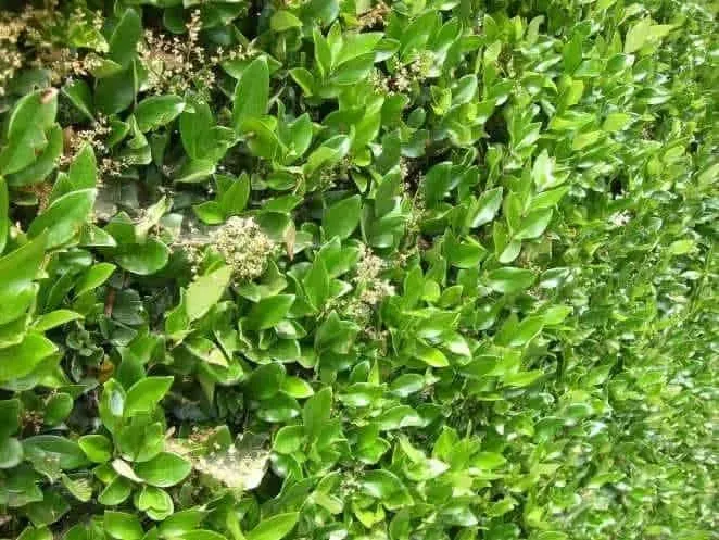 Texas Privets, 12 Live Plants, Thriving in 2.5" Nursery Containers, Ligustrum japonicum 'Texanum'