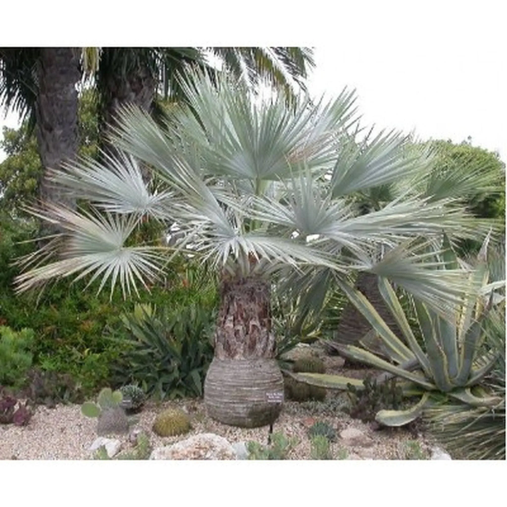 Mexican Fan Palm Tree Seeds, Washingtonia Robusta, Mexican Washingtonia, 15 Premium Quality Tree Seeds, Exotic Palm Tree, 60-80% Germination, (Isla's Garden Seeds)