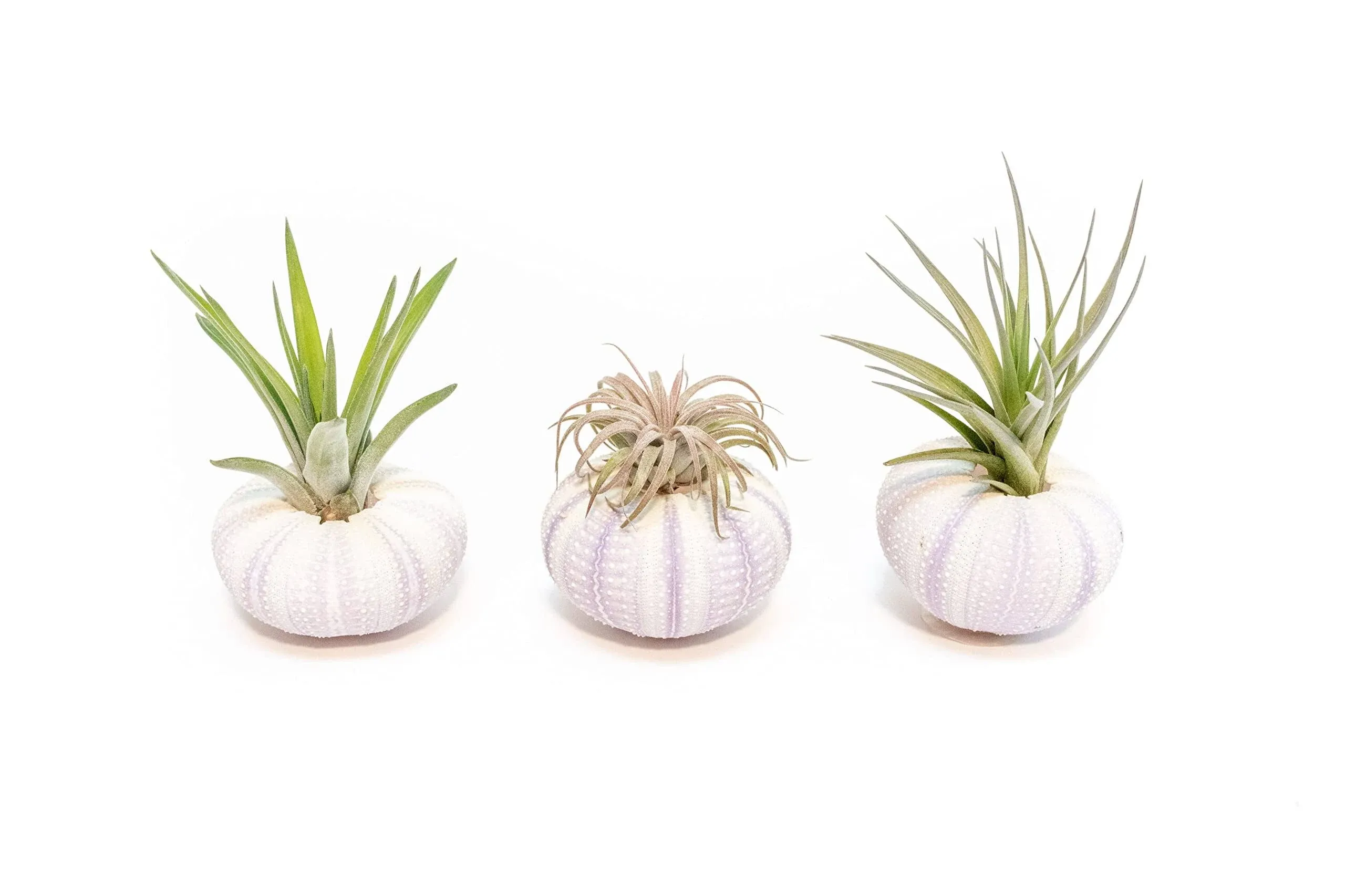 Air Plant Shop 3 Pack Purple Sea Urchins with Assorted Air Plants - Succulents ...