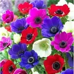 Anemone de Caen Flower Bulbs for Planting - Easy to Grow, Beautiful Blooms (5 Bulbs)