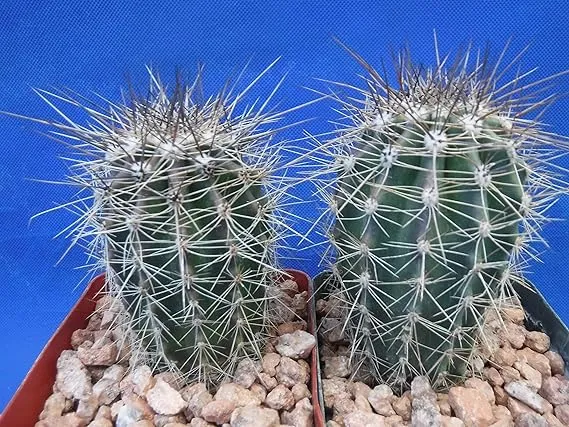 TWO (2) Saguaro Cactus Plants Great Spines 3.25&quot; Pot 3&quot; to 4&quot; Tall Carnegiea gigantea 3-4 Years Old Tucson, AZ Seed Grown!