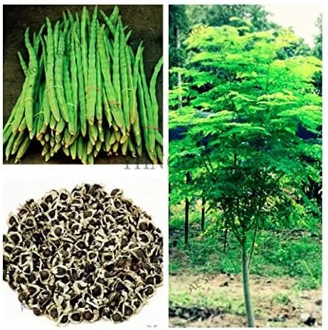 25 Seeds of The Tree of Life - The Moringa Tree - Superfood, Easy to Grow, Fast Growing Tree with Edible Leaves, Stems, Seeds