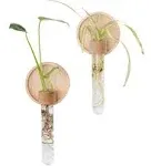 Propagation Stations | Set of 2 Plant Propagation Wall Hanging w/Maple Wood a...