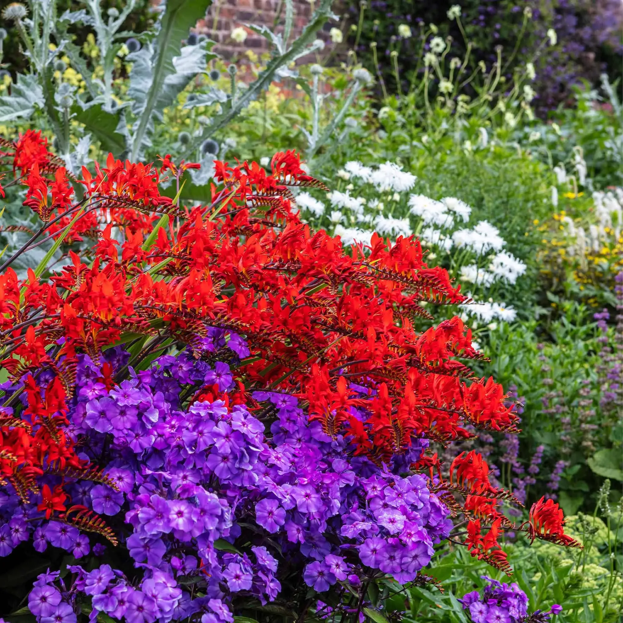 Crocosmia Bulbs - Lucifer | Spring Flower Bulbs | Flower Bulb Farm