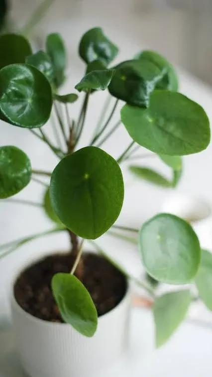 Chinese Money Plant - 3 Live Starter Plants - Pilea Peperomioides - Rare and Elegant Indoor Houseplant