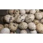 Fertile Coturnix Quail Hatching Eggs (24 Eggs)