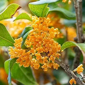 CHUXAY Garden 5 Seeds Osmanthus Fragrans,Sweet Osmanthus,Sweet Olive,Tea Olive ...