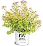 Proven Winners - Spiraea JAP. Double Play Big Bang (Spirea) Shrub, Large Pink flw., #3 - Size Container