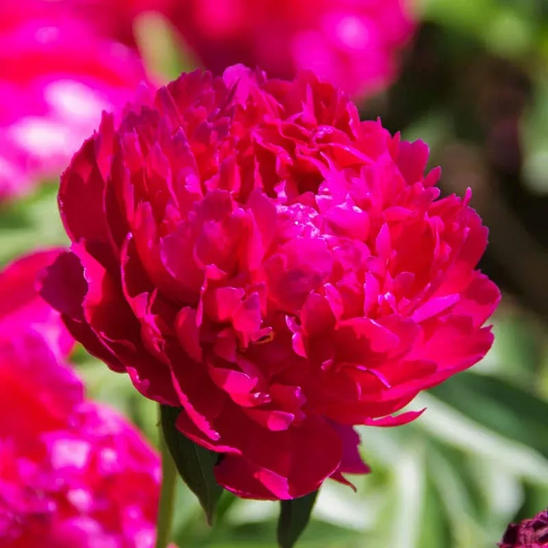 Karl Rosenfield Peony - Fresh Perennializing Bare Root Peonies