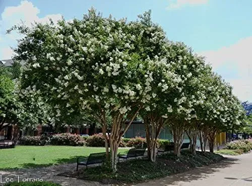 6 Pack - Natchez (White) Crape Myrtle Trees