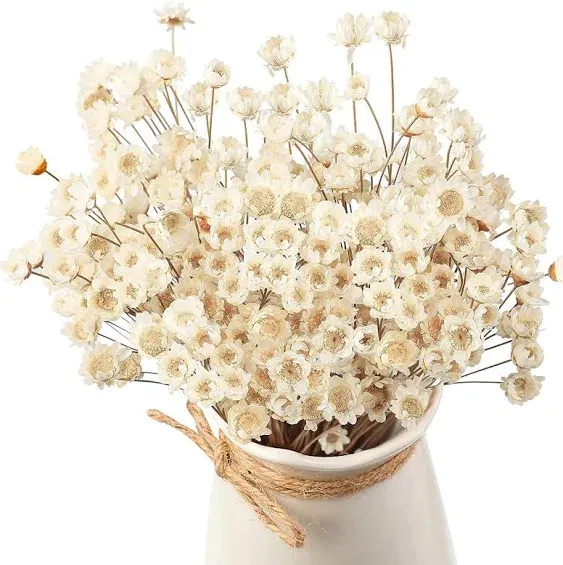 (200) Natural Dry Flowers Brazilian Small Star Daisy Dried White Decorative Mini