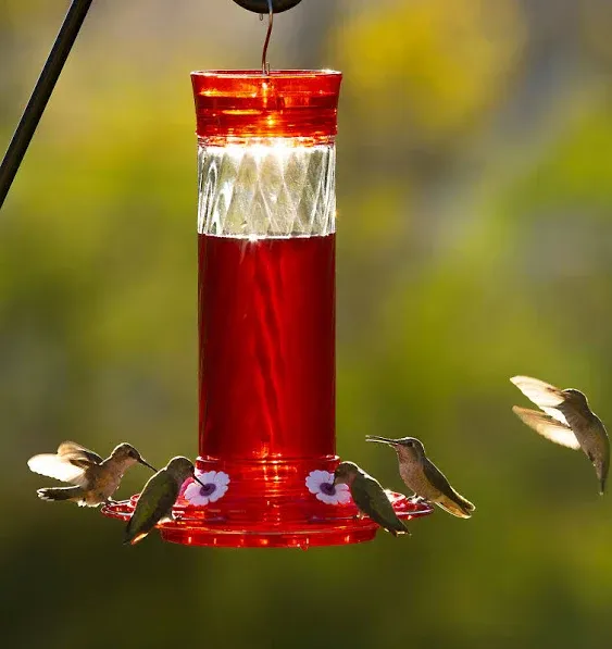 More Birds Hummingbird Nectar