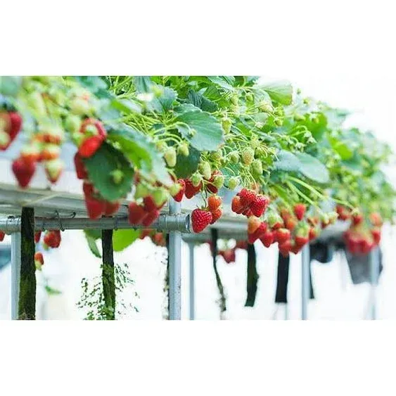 Hand Picked Nursery Eversweet Everbearing Strawberry Plants Live for Planting, Non-GMO Live Outdoor Plants - 25 Live Plants