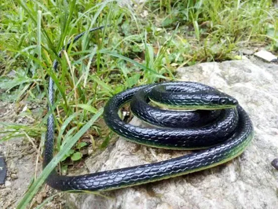 Brandon-super Realistic Rubber Black Snake 52 Inch Long Scare Toy