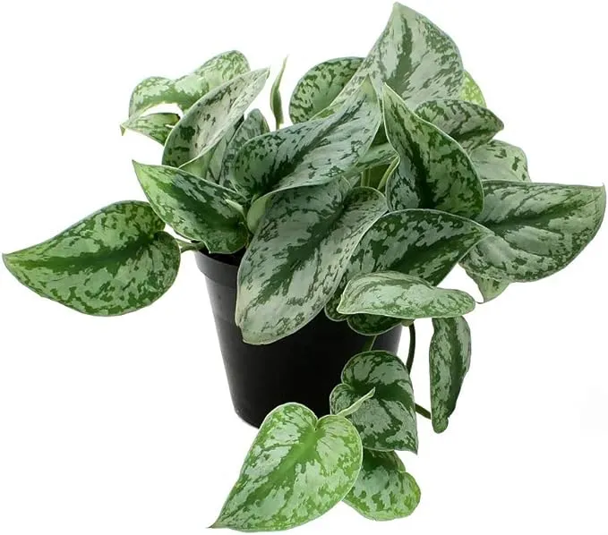 American Plant Exchange Live Silver Splash Pothos Plant, Satin Pothos Plant, Vine and Plant Pot for Home and Garden Decor, 6" Pot