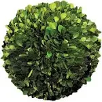 Serene Spaces Living Preserved Boxwood Ball, Genuine Green Leaves & Simple Care, Use as Vase Filler for Wedding, Party, Events, Home, Hang as Christmas Decorations, Holiday Decor, Measures 6" Diameter