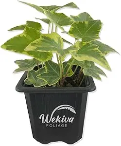 Golden English Ivy - Live Plant in a 3 Inch Pot - Hedera Helix - Beautiful Easy Care Indoor Air Purifying Houseplant Vine