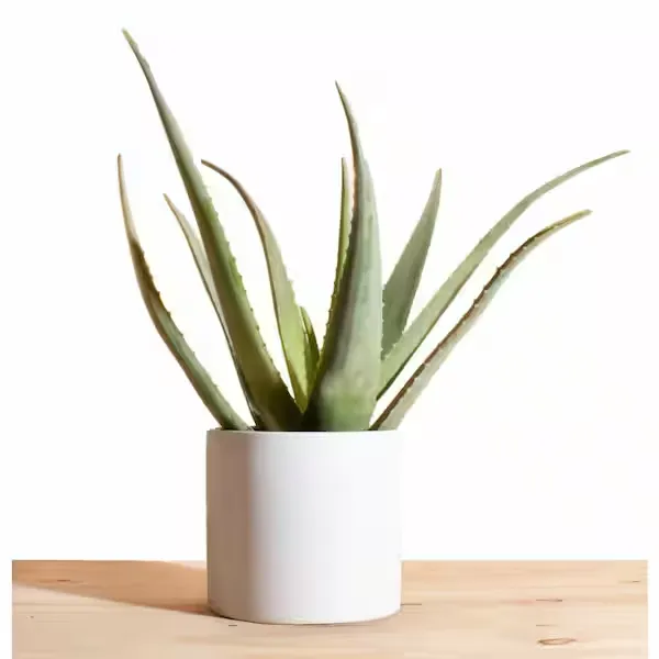 Aloe Vera in 6&quot; Modern Ceramic White Planter Pot