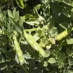 Outsidepride Annual Fava Beans Seeds - 5 lbs. High-Protein Forage Legume Seed for Soil Health Improvement, Erosion Control Support, Pollinator Attraction, Cover Crop, Hay, & Deer Food Plots