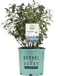 Perpetua Blueberry Bush, 2-Gallon