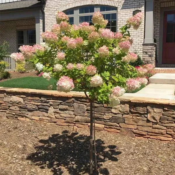 Brighter Blooms Vanilla Strawberry Hydrangea Tree