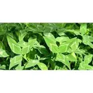 Yuchi Arrowleaf Clover Seed