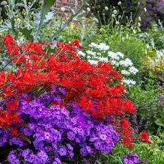 Eden Brothers Crocosmia Lucifer Bulbs