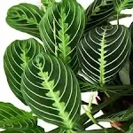 Maranta Lemon Lime - HouseplantExperience.com - Prayer Plant 4" Pot