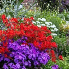 Eden Brothers Crocosmia Lucifer Bulbs