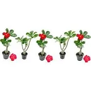 Live Succulents – Adenium Obesum Desert Rose 6-10” tall in 4” pot - 1ct - Color when flowering may be Pink or Red, Bonsai Caudex - Live Arrival Guaranteed - House Plants for Home Decor & Gift