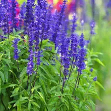 Eden Brothers Blue Sage Flower Seeds