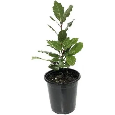 Laurus nobilis - 'Bay Leaf Tree' - Bay Laurel or Sweet Bay - Live Plant