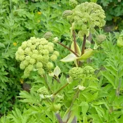 Angelica Seeds - Holy Ghost - 1 Ounce - Herb Seeds, Open Pollinated Seed Attracts Bees, Attracts Butterflies, Attracts Pollinators, Fragrant, Container Garden