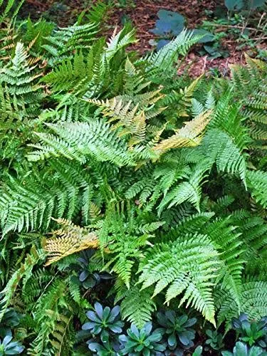 Perennial Farm Marketplace Dryopteris erythrosora 'Brilliance' (Autumn) Hardy Fern, Size-#1 Container, Copper Colored Fronds