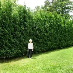 Brighter Blooms Full Speed A Hedge American Pillar Arborvitae