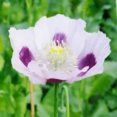 Poppy Seeds - Blue Moon - Packet - Purple/Blue Flower Seeds, Open Pollinated Seed Attracts Bees, Attracts Butterflies, Attracts Pollinators, Easy to Grow & Maintain, Container Garden