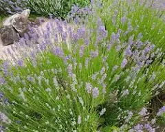 Set of 3 Potted French Lavender Provence Herb Plants - Great Container Plant or for The Garden - Grown Naturally, Fragrant Purple Flowers