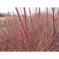 Proven Winners Arctic Fire Red Red-Osier Dogwood (Cornus) Live Shrub, 4.5" Quart