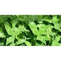 Yuchi Arrowleaf Clover Seed