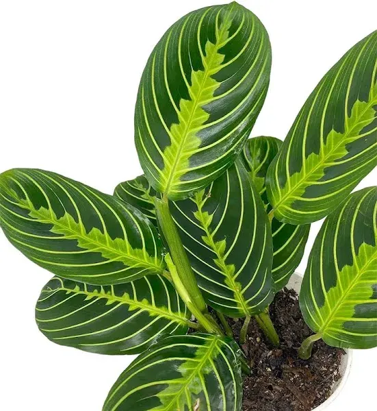 House Plant Dropship Maranta 'Lemon Lime