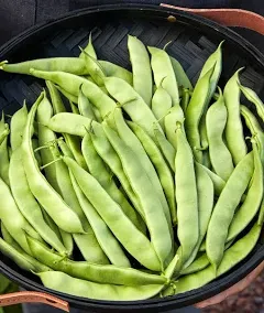 Burpee Early Italian Bush Bean Seeds 8 ounces of seed