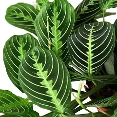 House Plant Shop Maranta 'Lemon Lime