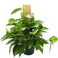 American Plant Exchange Live Golden Pothos Plant, Devil’s Ivy Plant, Trained Climber Vine with a Totem Pole, Plant Pot for Home and Garden Decor, 6" Pot